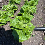 Buttercrunch Lettuce (hd)