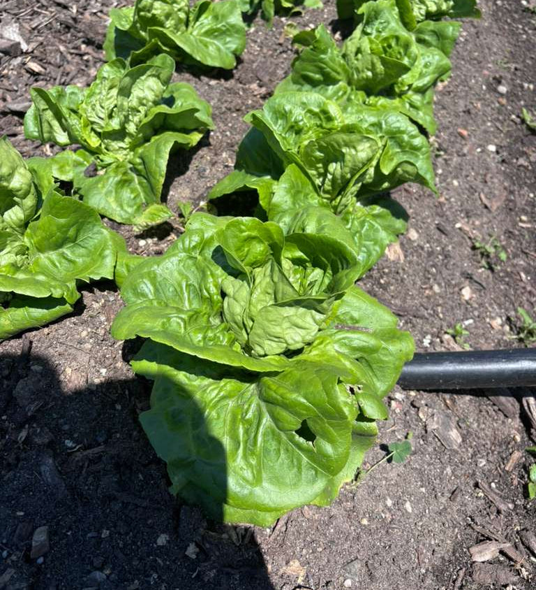 Buttercrunch Lettuce (hd)