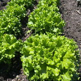 Gordini Lettuce (hd)