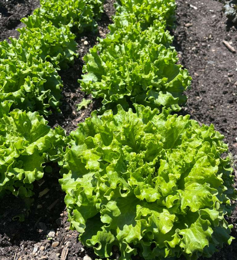 Gordini Lettuce (hd)