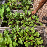 Beets (1 lb)