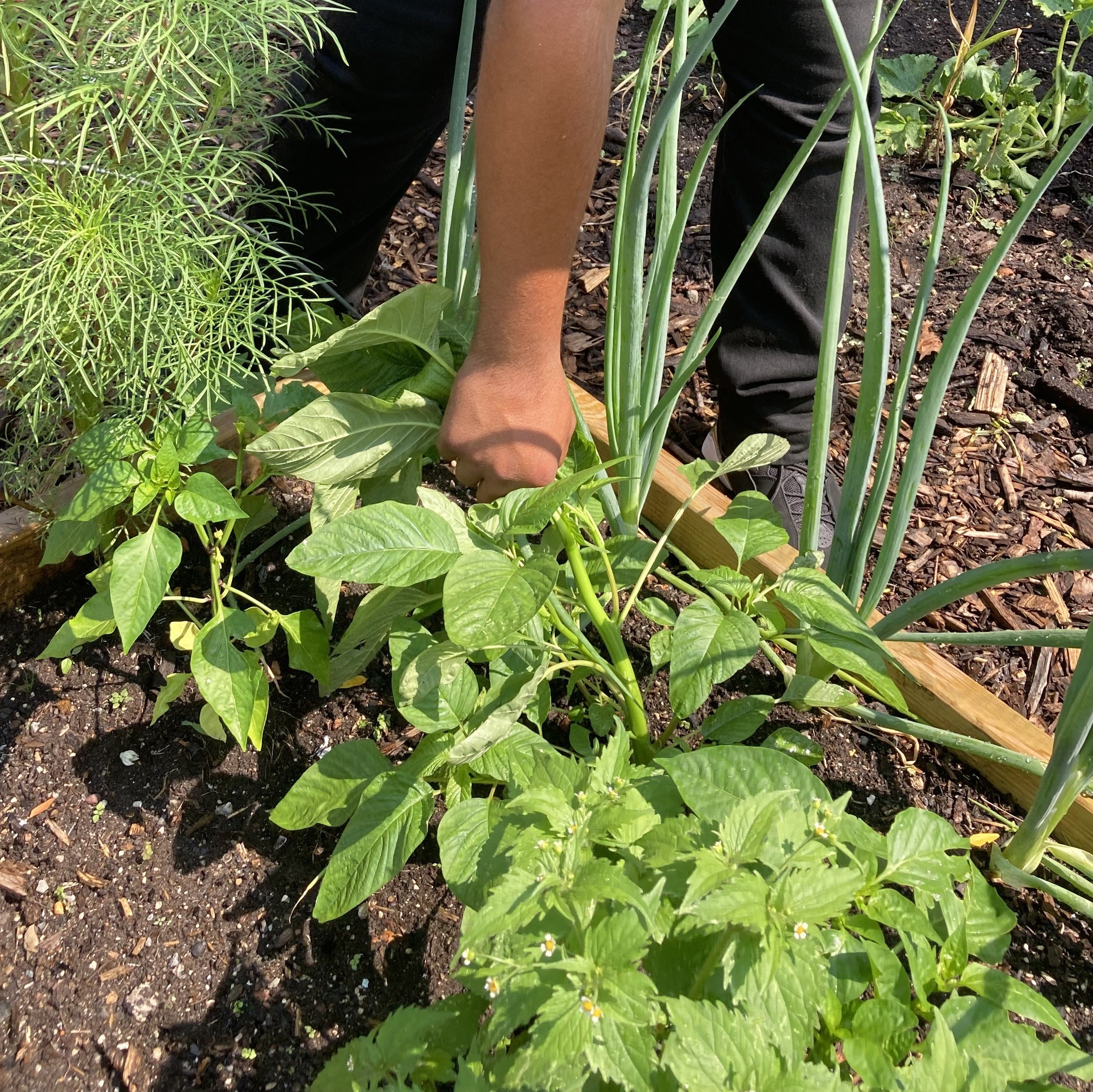 Callaloo (Bunch)