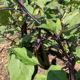 Eggplant (1 each)
