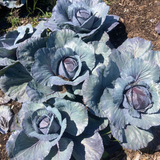 Red Cabbage