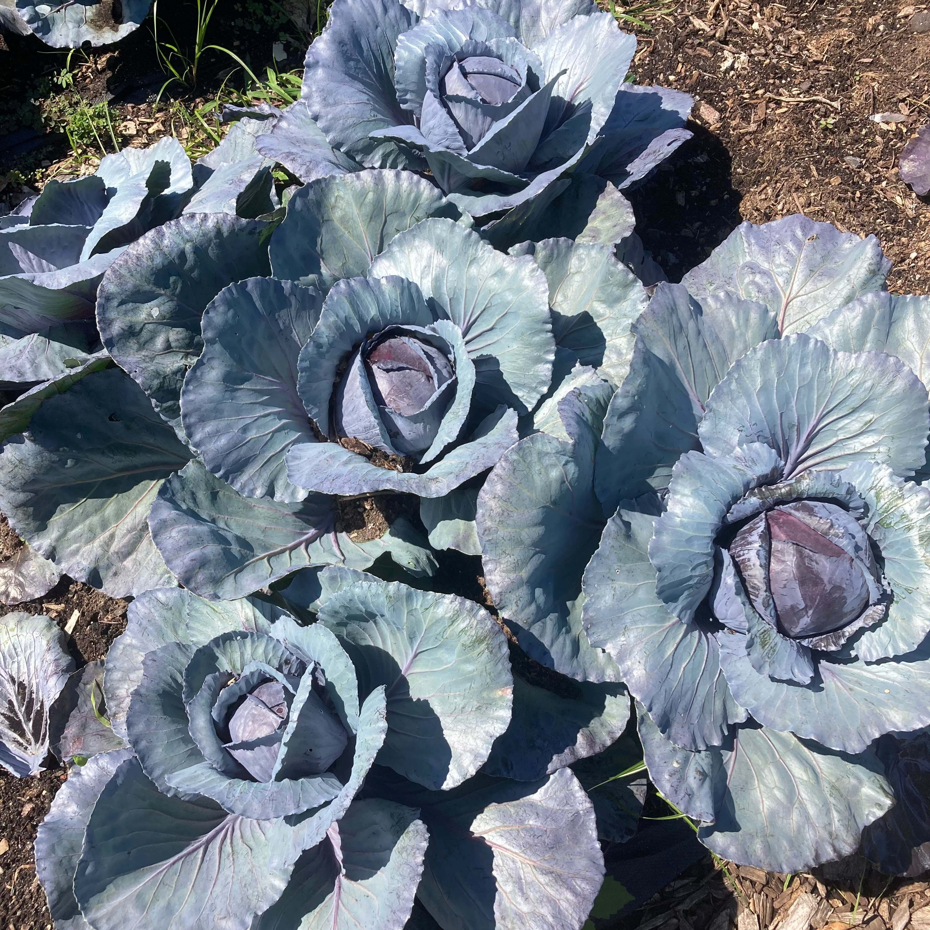 Red Cabbage