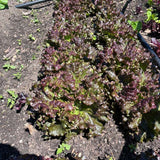 Ruby Sky Lettuce (hd)
