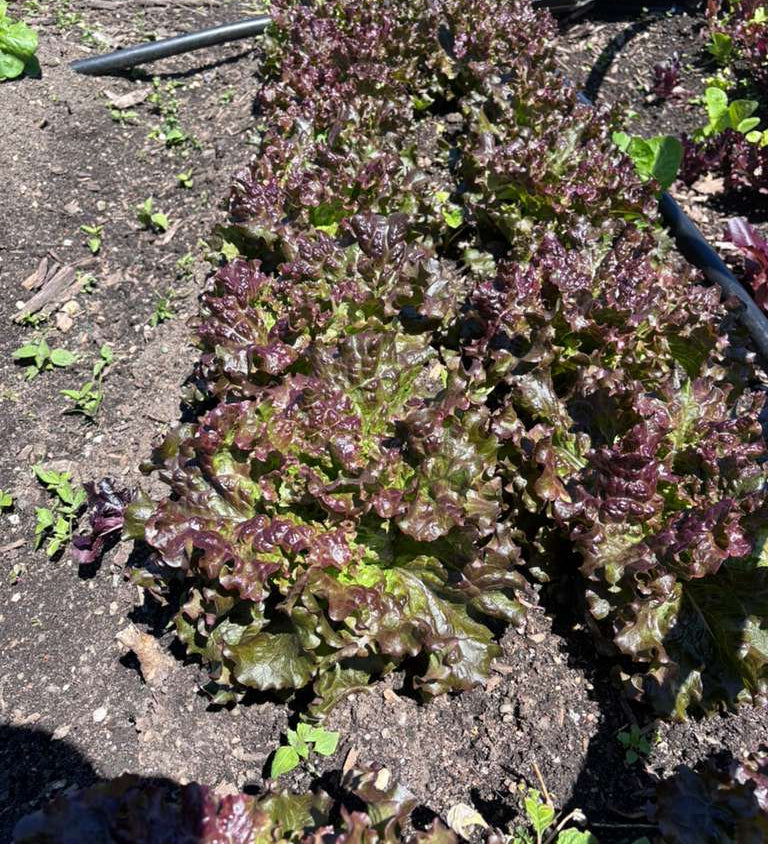 Ruby Sky Lettuce (hd)