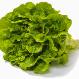 Buttercrunch Lettuce (hd)
