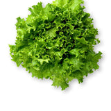 Gordini Lettuce (hd)