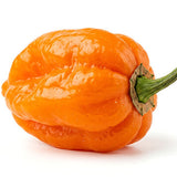 Scotch Bonnet Pepper (1 lb)